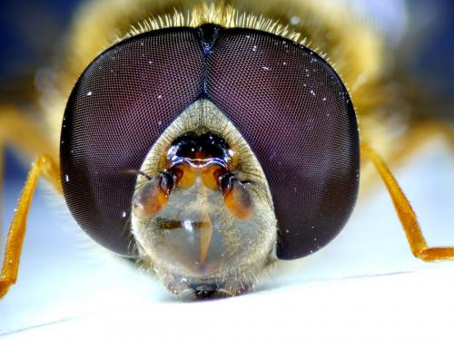 Syrphus ribesii